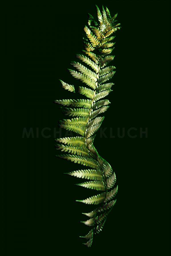 FERN